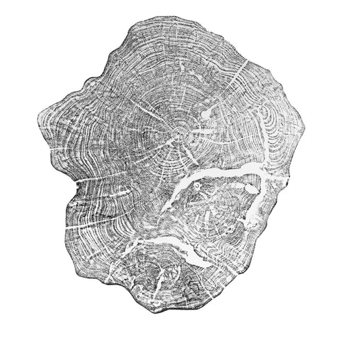 "Ambrosia Maple" Tree Print - White Paper