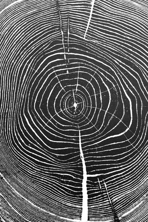 "Ash 81" Tree Print - White Paper