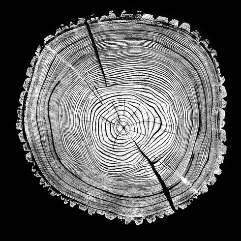 "Ash 81" Tree Print - Black Paper