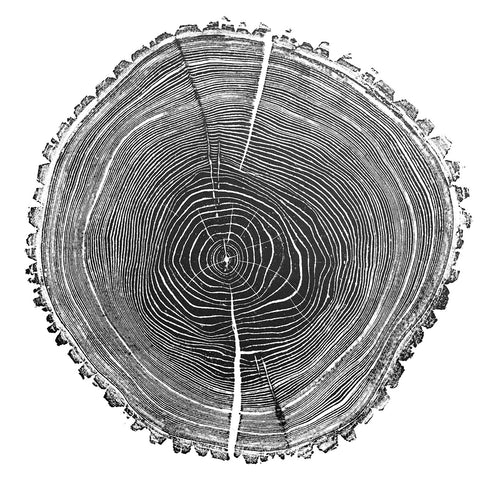 "Ash 81" Tree Print - White Paper
