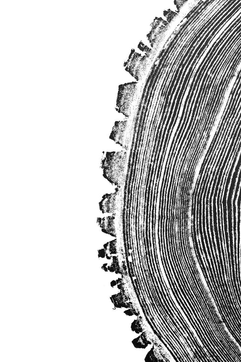 "Ash 81" Tree Print - White Paper