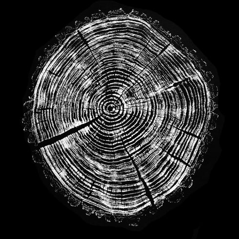 "Black Walnut 34" Tree Print - Black Paper Edition