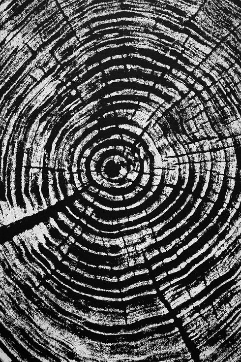 "Black Walnut 34" Tree Print - Black Paper Edition