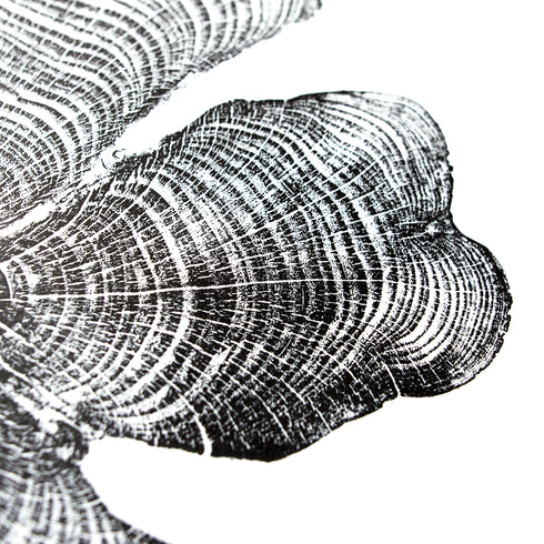 "Cedar - Half&Half" Tree Print - Tree Print