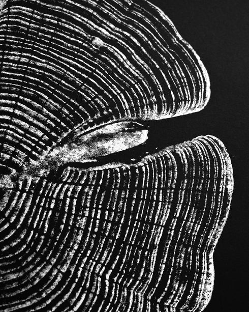 "Cedar 44" Tree Print - Black Paper