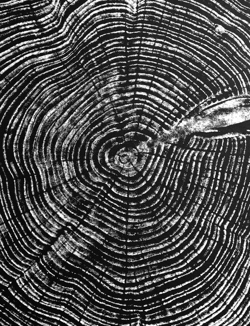 "Cedar 44" Tree Print - Black Paper