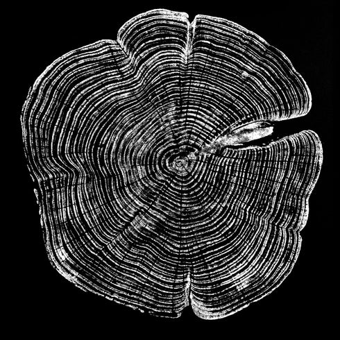 "Cedar 44" Tree Print - Black Paper