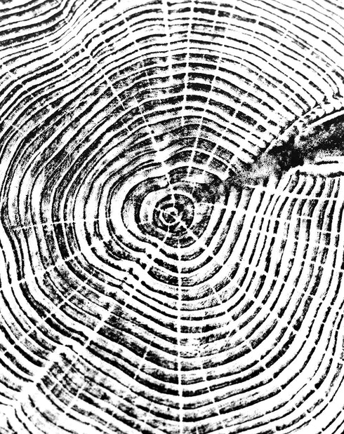 "Cedar 44" Tree Print - White Paper