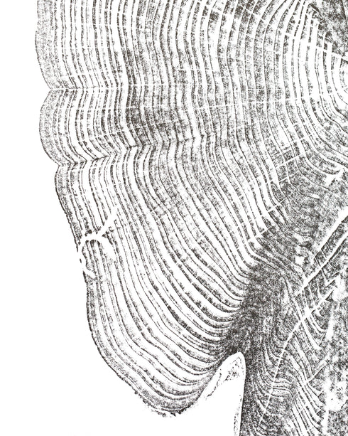 "Cedar 46" Tree Print - White Paper