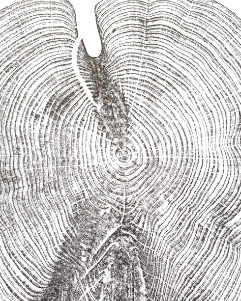 "Cedar 46" Tree Print - White Paper