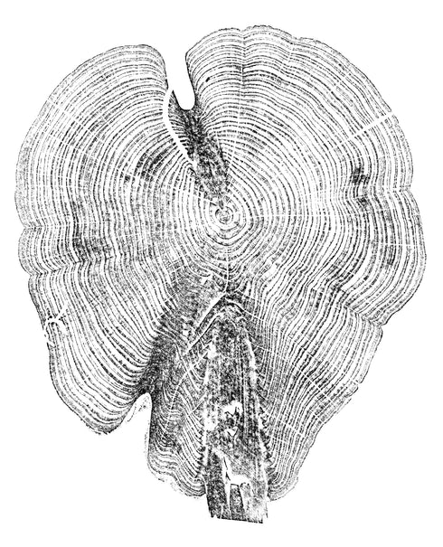 "Cedar 46" Tree Print - White Paper