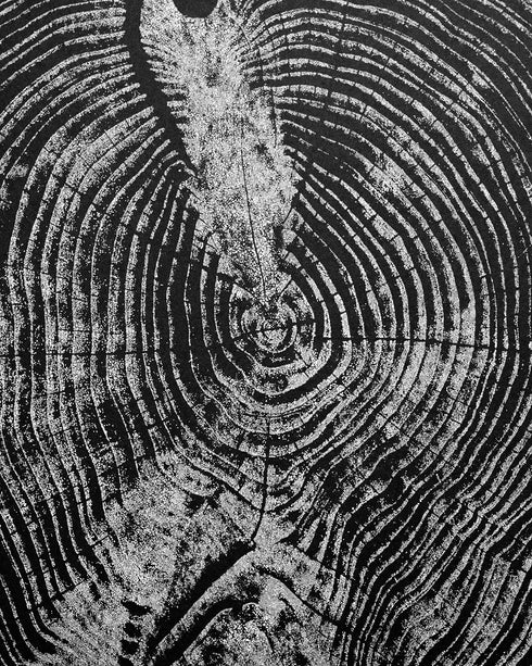 "Cedar 46" Tree Print - Black Paper