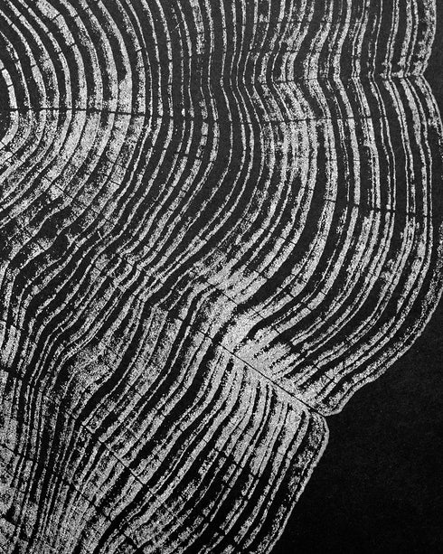 "Cedar 46" Tree Print - Black Paper