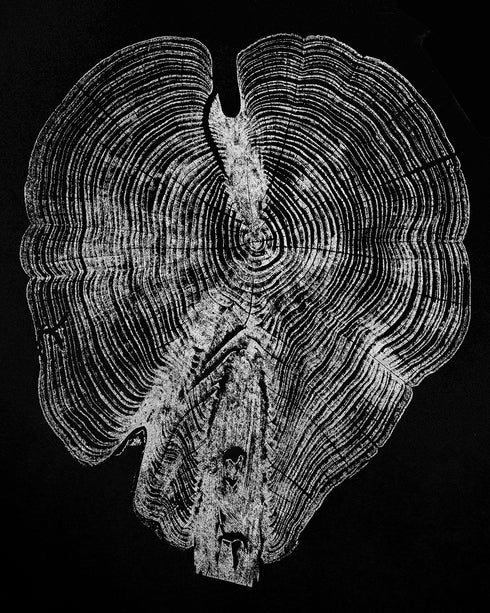 "Cedar 46" Tree Print - Black Paper