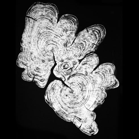 "Cypress" - Tree Print - Black Paper