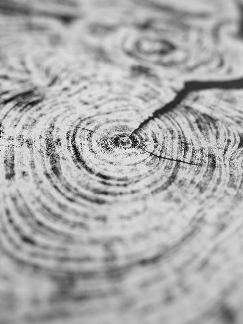 "Cypress" - Tree Print - Black Paper