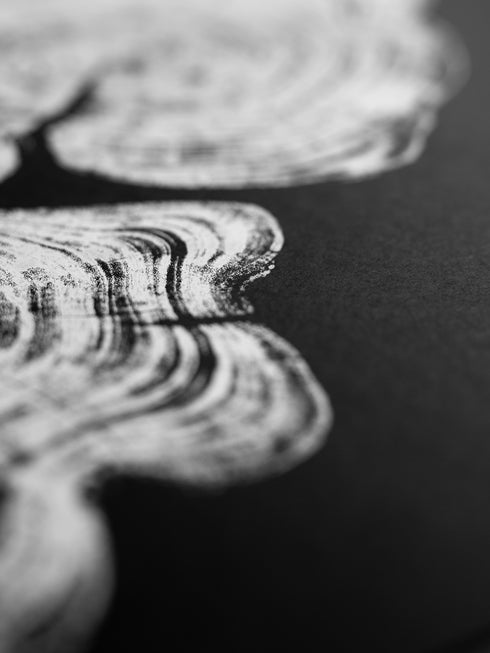 "Cypress" - Tree Print - Black Paper