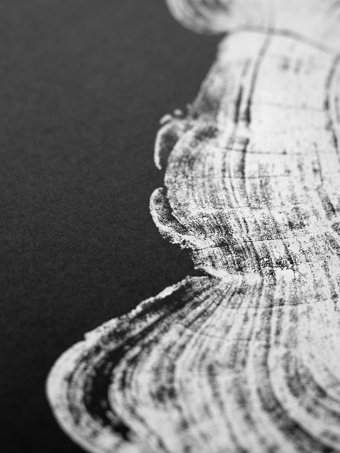 "Cypress" - Tree Print - Black Paper