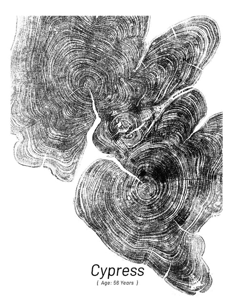 "Cypress 56" - Small 8" x 10" - Screen Print