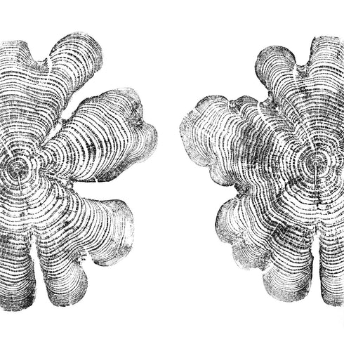 "Cedar - Half&Half" Tree Print - Tree Print