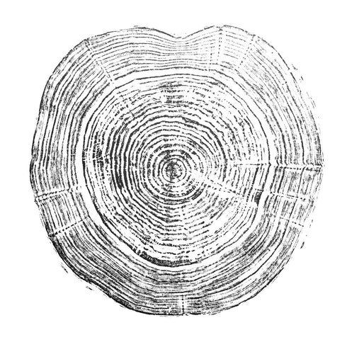 "Silver Willow 41" Tree Print - White Paper