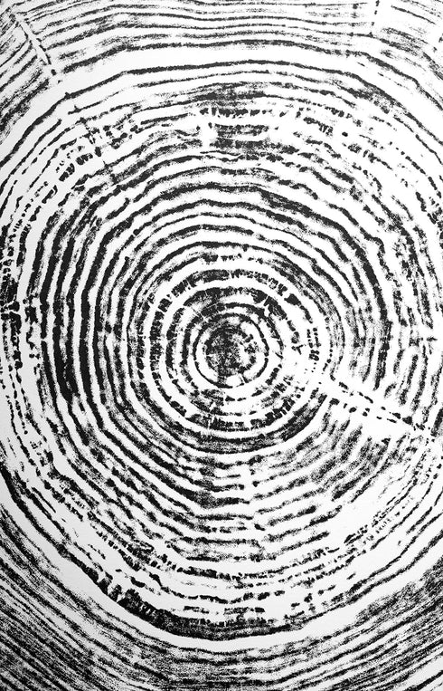 "Silver Willow 41" Tree Print - White Paper