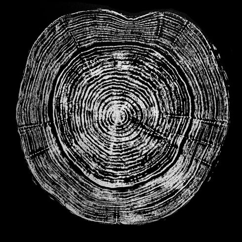 "Silver Willow 41" Tree Print - Black Paper