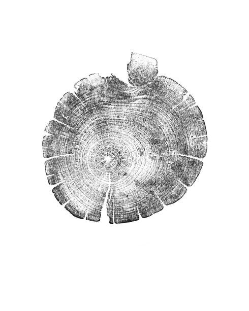 "Bristlecone Pine" Tree Print - White Paper