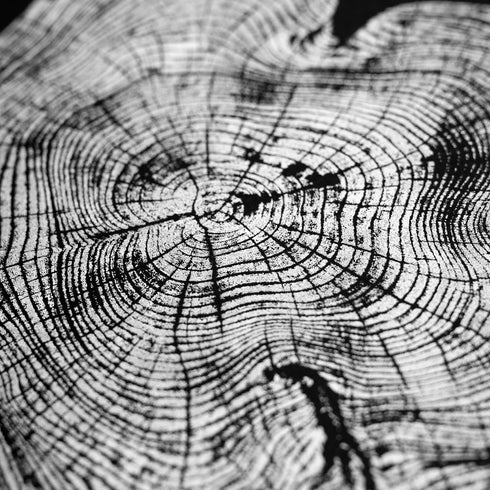 "Locust 55" Tree Print - Black Paper