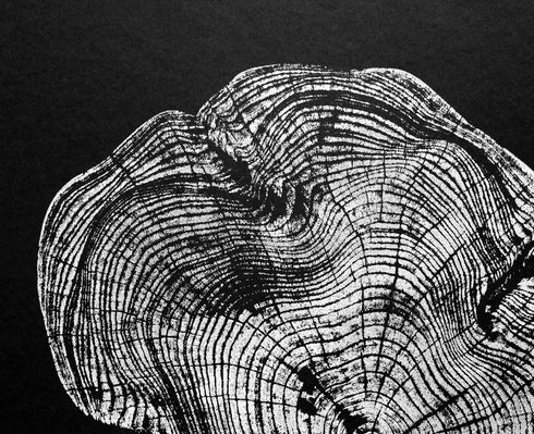 "Locust 55" Tree Print - Black Paper