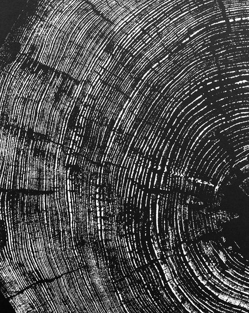"Pine 121” Tree Print - Black Paper