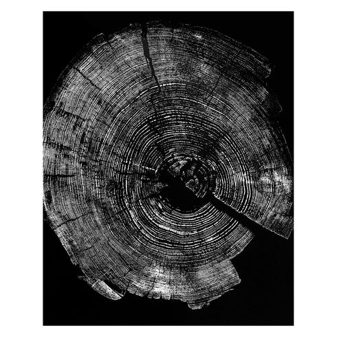 "Pine 121” Tree Print - Black Paper