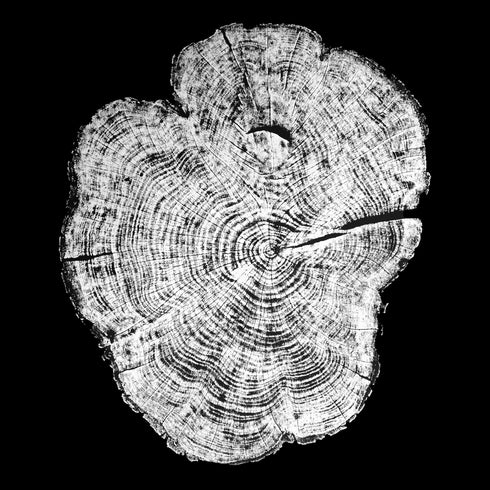 "Redwood 52" Tree Print - Black Paper