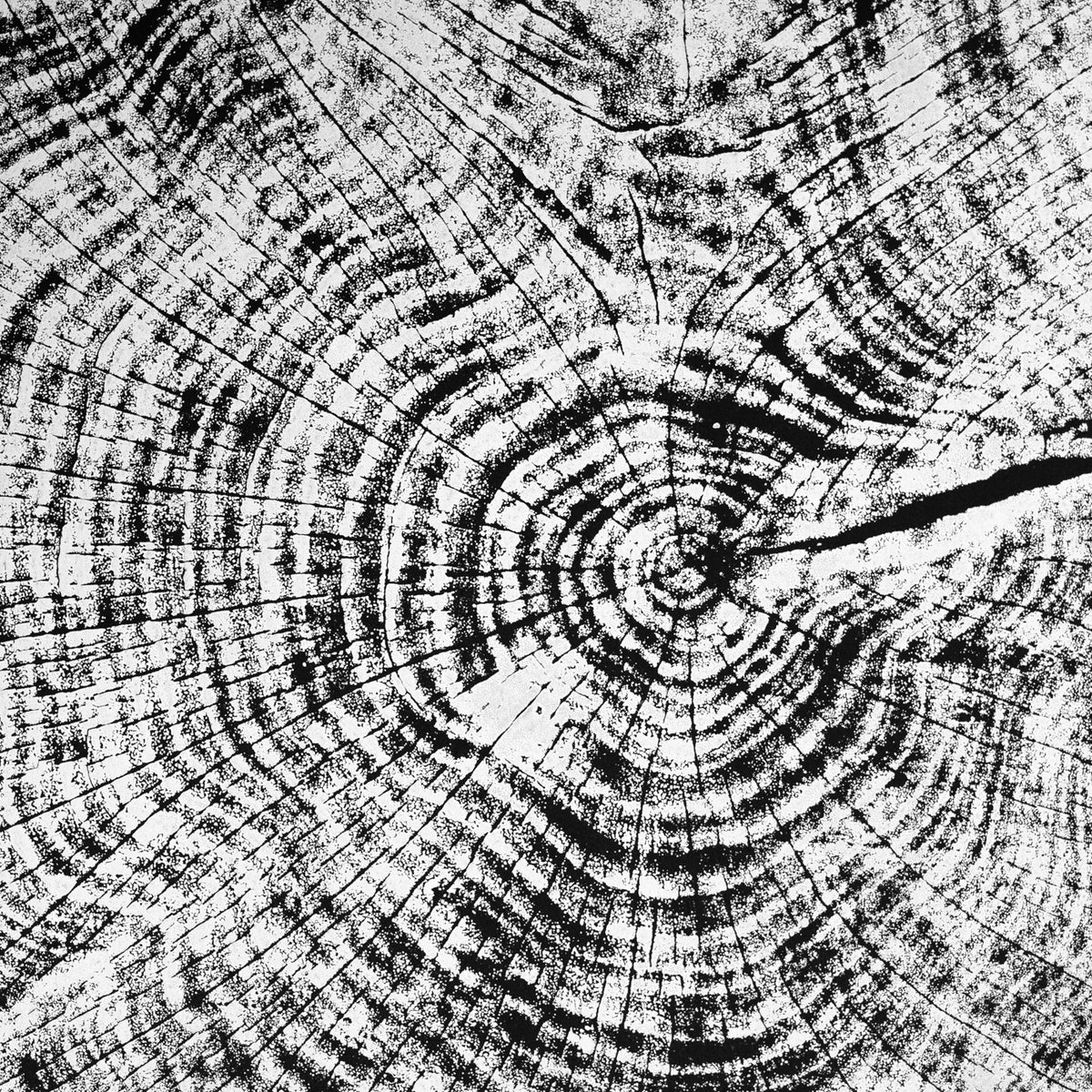 Redwood 52 Tree Print Black Paper HVRNT redwood-52-tree-print-black-paper-hvrnt