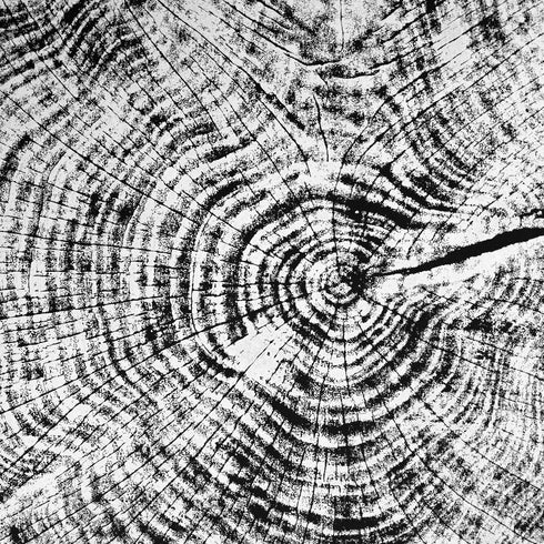 "Redwood 52" Tree Print - Black Paper