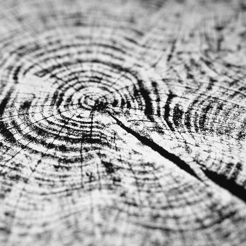 "Redwood 52" Tree Print - Black Paper