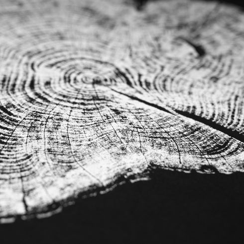 "Redwood 52" Tree Print - Black Paper