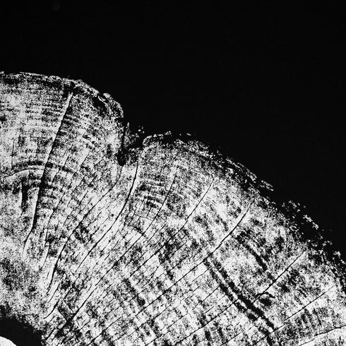 "Redwood 52" Tree Print - Black Paper