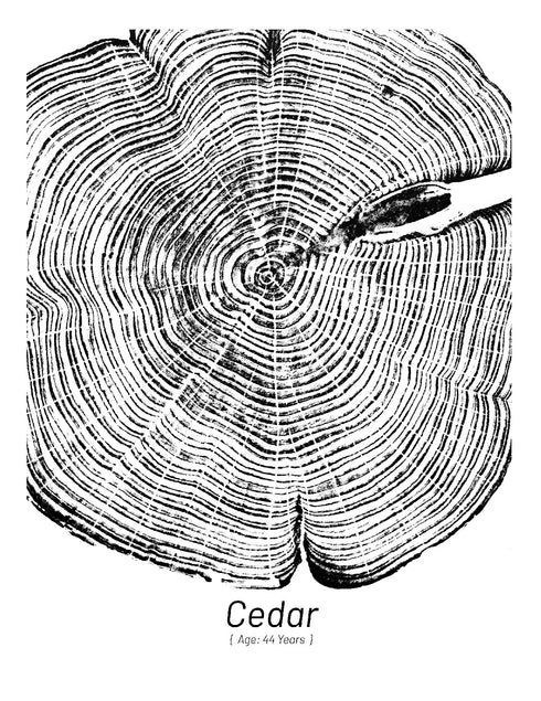 "Cedar 44" - Small 8" x 10" - Screen Print