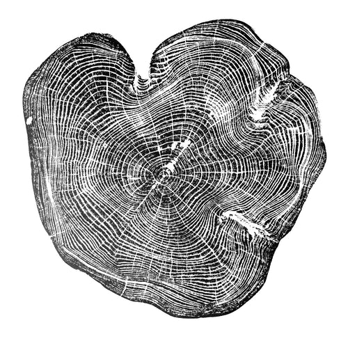"Locust 55" Tree Print - White Paper