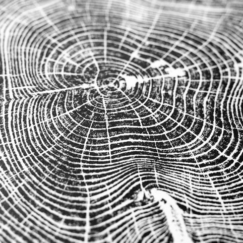 "Locust 55" Tree Print - White Paper