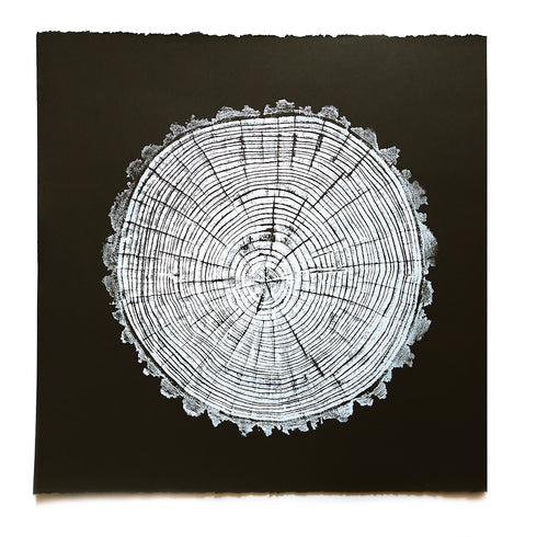"American Elm" Tree Print - Black Paper Edition