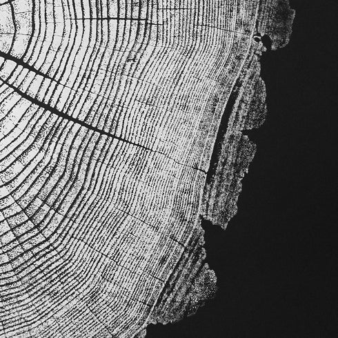 "Black Locust 58" Tree Print - Black Paper