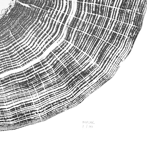 "Poplar" Tree Print - White Paper