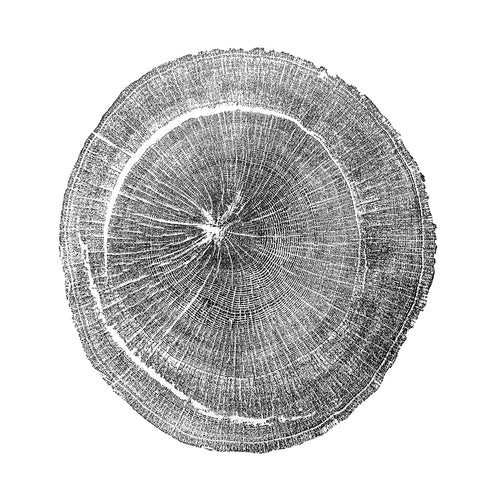 "White Oak" Tree Print - White Paper