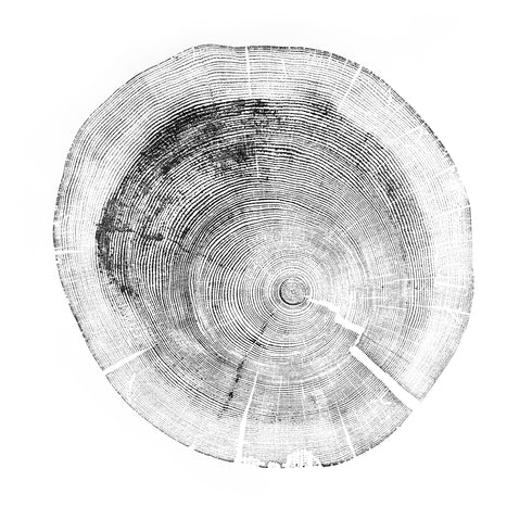 "White Pine" Tree Print - White Paper