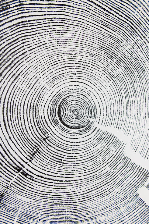 "White Pine" Tree Print - White Paper