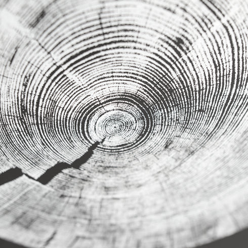 "White Pine" Tree Print - (Fragment on black paper)