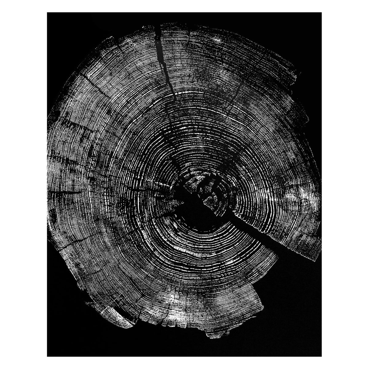 "Pine 121” Tree Print Black Paper HVRNT